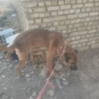 سگ سرابی اصل نترس|سگ|لالجین, |دیوار