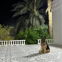 گمشده سگ|حیوانات|اهرم, |دیوار