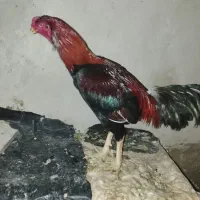 جوجه لاری اصل