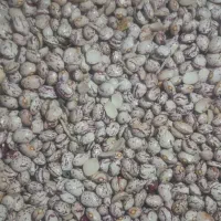 لوبیا چیتی فروش فوری