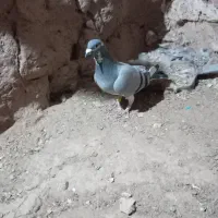 700|پرنده|سلامی, |دیوار