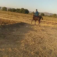 اسب
