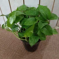 گل های زیبا و مقاوم خانگی