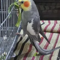 گمشده