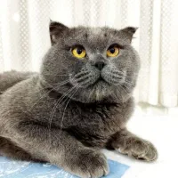 جفت گیری با نژاد اصیل اسکاتیش