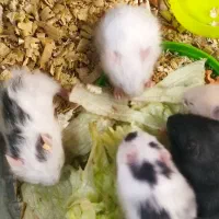5 بچه همستر ۱ ماهه