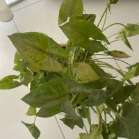 طبیعت زیبا|گل و گیاه طبیعی|مشهد, دانشجو|دیوار