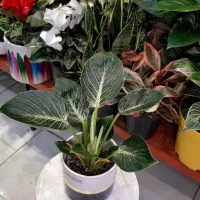 سانسوریا/زاموفیلیا/گل و گیاه آپارتمانی بنسای|گل و گیاه طبیعی|فردیس, فردیس|دیوار