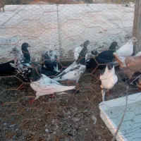 کبوتر تکپر|پرنده|تاتار علیا, |دیوار