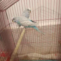 چهار عددمرغ عشق|پرنده|شیراز, سلطان آباد|دیوار