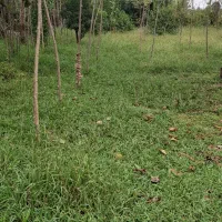 فروش زمین مسکونی 250مترسنگرروستای نشرودکل|فروش زمین و ملک کلنگی|سنگر, |دیوار