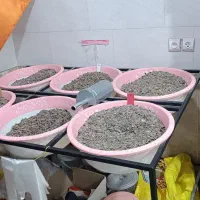 قفسه آجیل و خشکبار|فروشگاه و مغازه|بانه, |دیوار