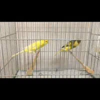 قناری رسمی بلند|پرنده|ری, علایین|دیوار