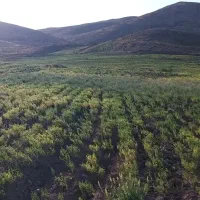 کاه عدس|لوازم جانبی حیوانات|اسفراین, |دیوار