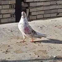 کفتر|پرنده|هشتگرد, شهرک راه آهن|دیوار