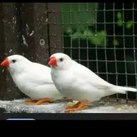 مرغ عشق و فنچ