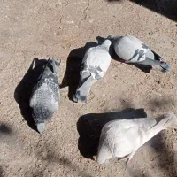 ۵ عدد کبوتر فروشی|پرنده|کرمان, |دیوار