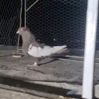 چند عدد کفتر بهبونی|پرنده|مرودشت, بیست متری بیمارستان|دیوار