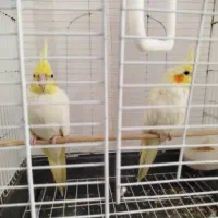 یک جفت عروس هلندی لوتینو|پرنده|فریدونکنار, |دیوار