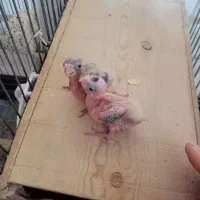 پرورش دهنده خانگی هستم /آماده همکاری|پرنده|ساری, |دیوار