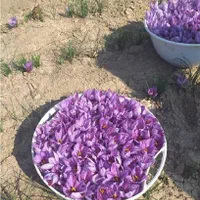 انواع زعفران تولید به مصرف عمده(کیلویی،بسته بندی)|خوردنی و آشامیدنی|شیراز, نصر|دیوار