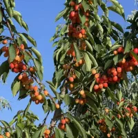 توزیع نهال های نایاب و کمیاب در غرب نهال|خدمات باغبانی و درختکاری|سبزوار, پیروزی|دیوار