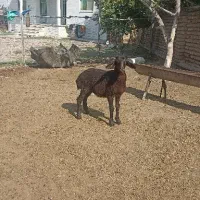 بره نر قزل افشار،جنس درجه یک،