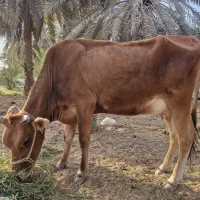 گاو جرسی با گوساله نر|حیوانات مزرعه|بندرعباس, |دیوار