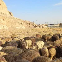 ۱۳۰ راس میش|حیوانات مزرعه|مرودشت, ژیان|دیوار