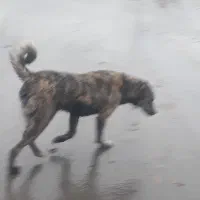 توله سگ ۷ماهه سرابی درجه یک ماده