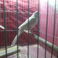 ۲عدد قناری ماده آماده