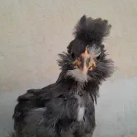 نیمچه و جوجه های گلین|حیوانات مزرعه|رامهرمز, |دیوار