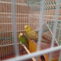 مرغ عشق|پرنده|فولادشهر, مسکن مهر فولادشهر|دیوار