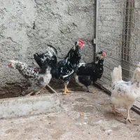 خروس و مرغ گلین