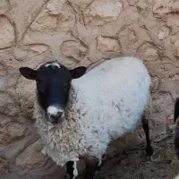 بره رومانوف|حیوانات مزرعه|شیراز, شهرک مهدی‌آباد|دیوار