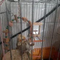 عروس هلندی سرلاکی