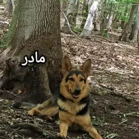 توله ژرمن ورک لاین،بلک و رنگی، اصیل.فوری فروش|سگ|کرج, حصارک بالا|دیوار