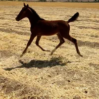 فروش مادیون باکره|اسب و تجهیزات اسب‌سواری|شیراز, ارم|دیوار