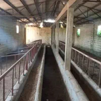 اجاره گاوداری   با پروانه 150راس30م