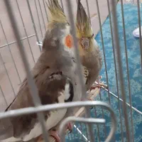 پرنده عروس پاریس ۷ عدد