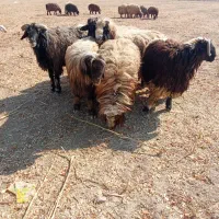 قوچ گله گوسفند داشت زاد و ولد نگهداری|حیوانات مزرعه|زرقان, |دیوار