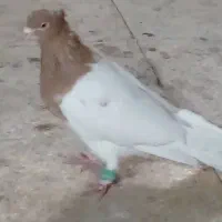 کبوتر|پرنده|مشهد, عبادی|دیوار