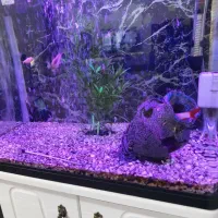 آکواریوم شرکتی ۵۰لیتری کامل|ماهی|هشتگرد, فاز ۱ مهستان|دیوار