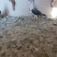 کبوتر بزک سینه سفید|پرنده|شیراز, کوشک میدان|دیوار