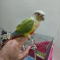 طوطی گیرینچیک نر یکساله