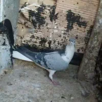 کبوتربدرنگ|پرنده|نائین, |دیوار