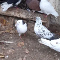 کبوتر غریبگیری