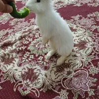 خرگوش خوشگل تمیز