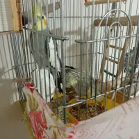 عروس هلند مولدبا قفس