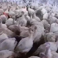 بوقلمون بیوتی but